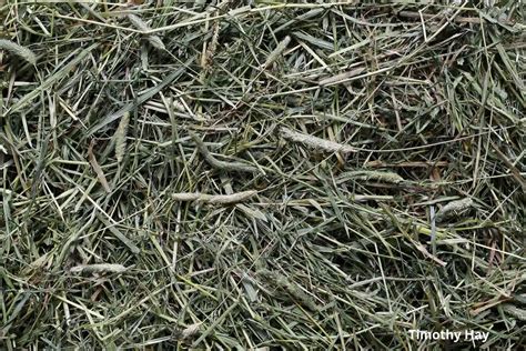 Types of Hay for Horses | Equine Nutrition - EverythingEQ