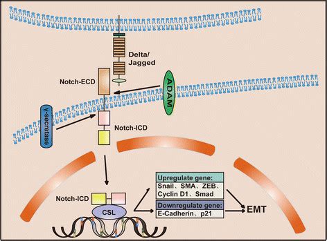 Schematic Representation Of Notch Signaling Related To EMT Upon Ligand