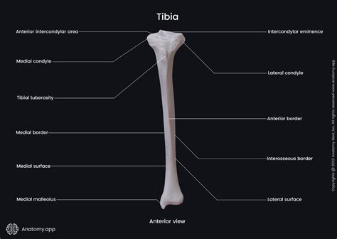 Tibial Tuberosity Surface Anatomy