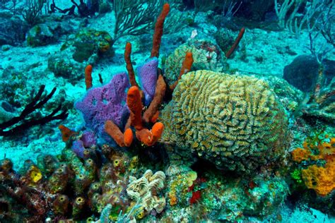 How to Visit Mexico's Mesoamerican Barrier Reef