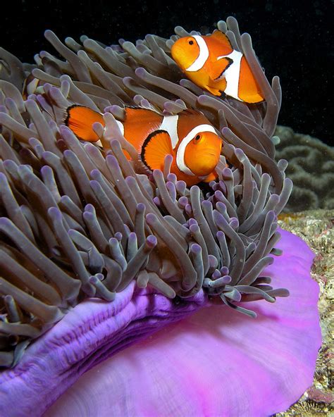 Anemonefish