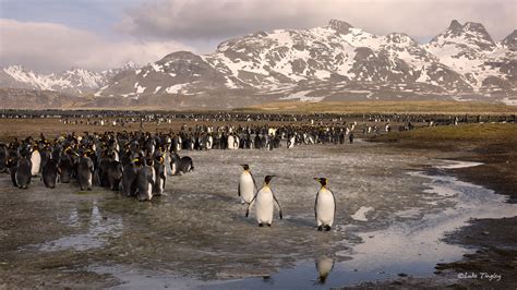 Salisbury Plain | Salisbury Plain, South Georgia Island | Luke Tingley ...