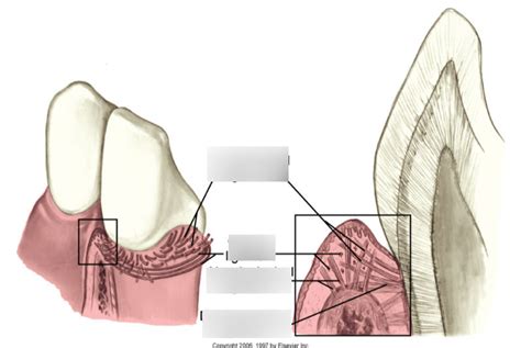 Gingival Anatomy Anatomy Reading Source