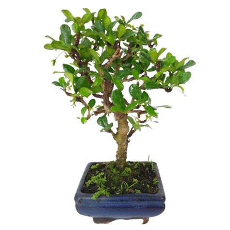 Carmona Retusa Fukien Tea Bonsai Small 25cm Im Garden Mart