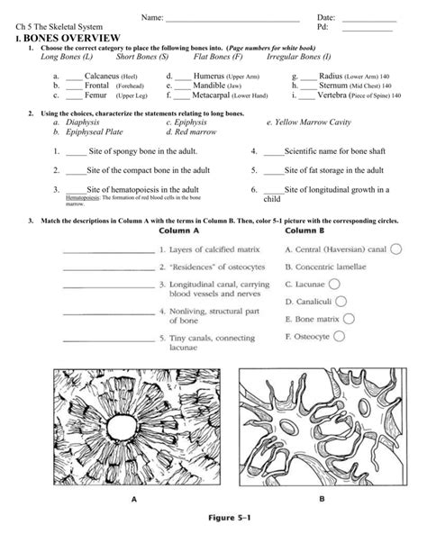 Ch 5 The Skeletal System Worksheets Library