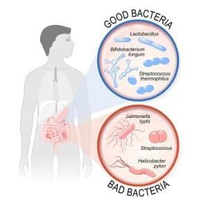 Lactobacillus Reuteri Probiotic Benefits: Boost Your Health With ...