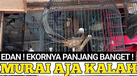 EDAN NI BURUNG EKORNYA PANJANG BANGET MURAI BATU AJA KALAH YouTube