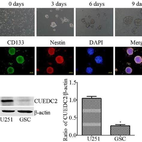 Induction And Identification Of Stem Cancer Cells From U251 And The