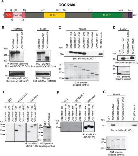 Identification of a novel ELMO1-binding region on DOCK180. (A ... 