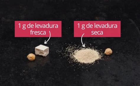 Levadura Seca Y Levadura Fresca El Bulo De La Equivalencia