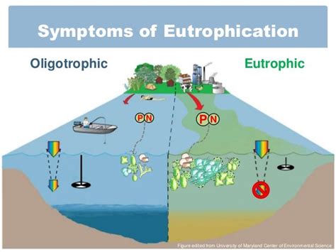 Recovery Of A Hypereutrophic Urban Lake Onondaga Lake Ny Implica