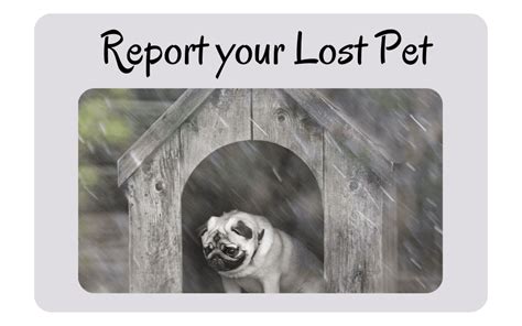 Lost and Found Pets | Sumter County, FL - Official Website