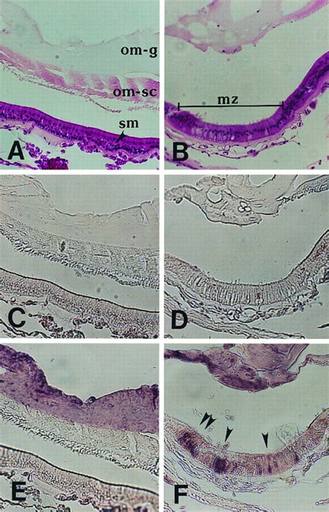 Otolithic Membrane