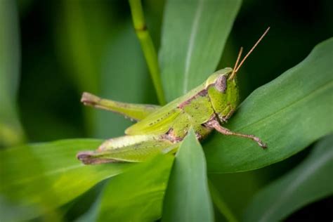 Grasshoppers In Florida Your Complete Guide Whatbugisthat