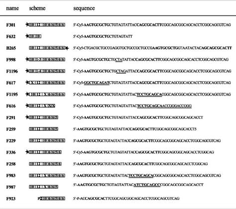 Names Schemes And Sequences Of Oligonucleotides For Schematic Download Scientific Diagram