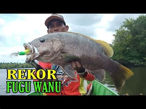 Long Cast Fugu Wanu Hingga Meter Blackbass Borneo Banax Gt