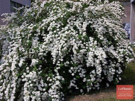 Спирея дубравколистная (Spiraea chamaedryfolia) — описание, выращивание ...