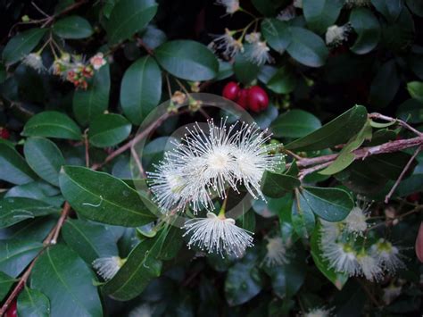 Syzygium Australe Brush Cherry Scrub Cherry Magenta Cherry Creek