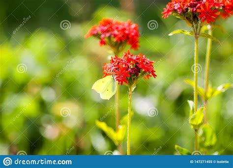 Butterfly Limonite Common Brimstone Gonepteryx Rhamni On The Lychnis