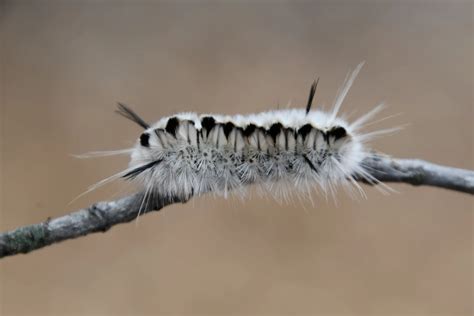 Poisonous Caterpillars | 103.3 WKFR