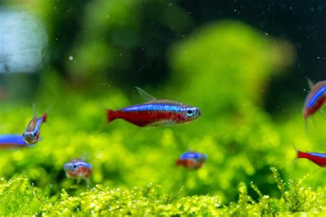 These 4 Freshwater Fish Species Are the Easiest to Take Care Of - Pets ...