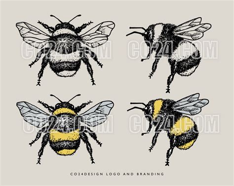 Bumblebee Vintage Style Hand Drawn Illustration, Bumble Bee Drawing, Zoological Drawing, Insect ...