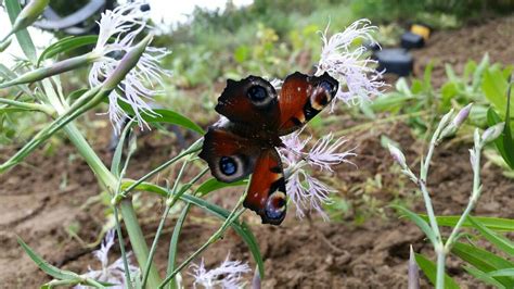 Dianthus Superbus Pracht Nelke