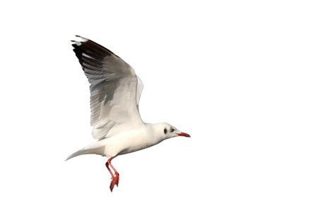 Premium Photo Beautiful Seagull Flying Isolated On White Background