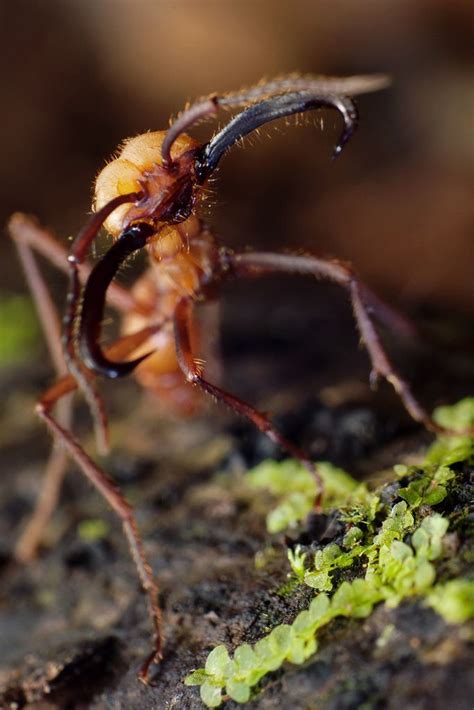 34 best images about Ants on Pinterest | Odorous house ants, Nests and Ants