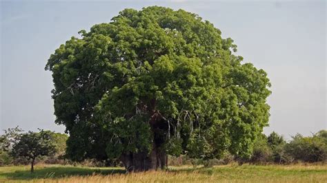 Baobab Tree - Forestry.com