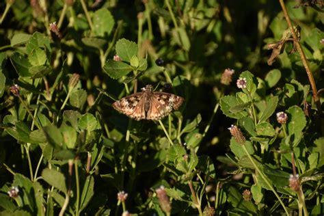 Horace S Duskywing From Th St Nw Bradenton Fl Usa On