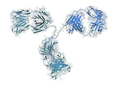 Alemtuzumab Art - Fine Art America