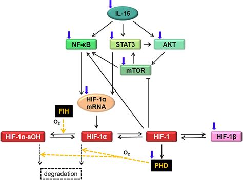 Frontiers Interleukin 15 Signaling In Hif 1α Regulation In Natural