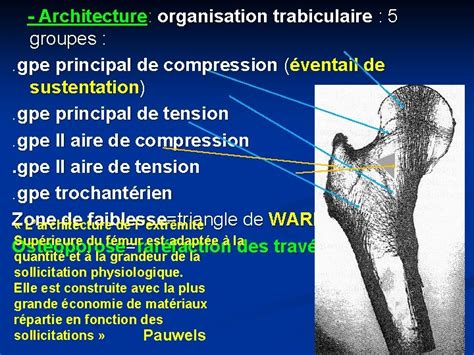 Fractures De Lextremite Superieure Du Femur Dr Kassouri