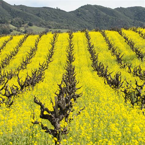 Mustard Cover Crop Seeds For Planting 5 Lb Bulk ~1 000 000 Seeds Farmer S Favorite Cover