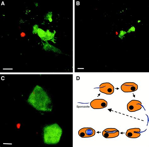 Migration Of Plasmodium Sporozoites Through Cells Before Infection