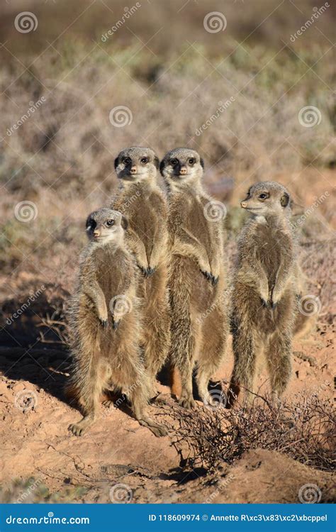 Four Cute Meerkats In The Desert Of Oudtshoorn South Africa Stock