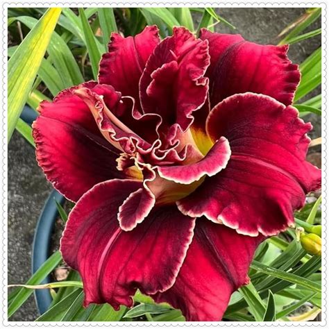 Daylily Plant For Planting Beautify Environment Daylilies Bulbs For