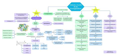 Síntesis de las Prostaglandinas Adriiii a uDocz