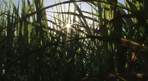 Neste Domingo O Caminhos Do Campo Vai Falar Sobre A Redu O Na