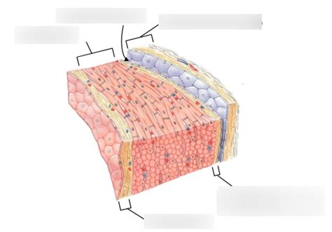 Layers of the heart Diagram | Quizlet