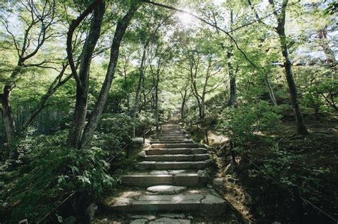 Premium Photo Diminishing Perspective Of Steps Amidst Trees In Forest