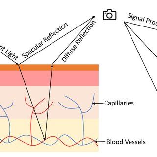 Principle Of Remote Photoplethysmography Rppg Based On The