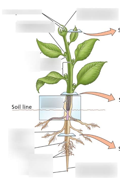 Plant Diagram Diagram | Quizlet