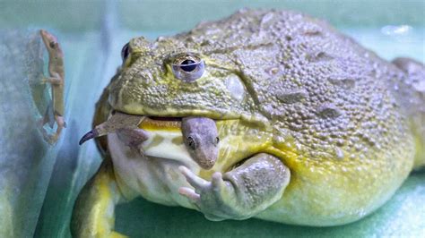 Warning Live Feeding African Bullfrog Eats Lizard YouTube