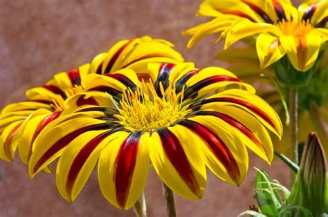 Top 10 Plants For Growing In Sandy Soil Birds And Blooms