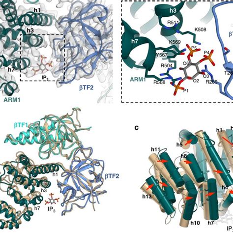 IP3 Induced Conformational Changes In The Ligand Binding Pocket A The