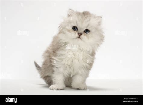 Chinchilla Silver Persian Kitten In Studio Stock Photo Alamy