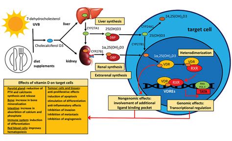 Vitamin D increases immunity - Commonwealth Union