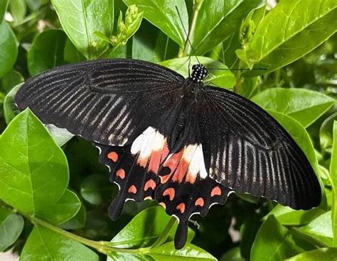 Papilio Polytes Eggs X Time To Breed